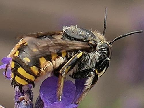 Réf. 236 088 : Anthidium manicatum
